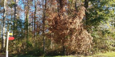 Baumfällungen aufgrund von Trockenheitsschäden im Rheinfelder Wald